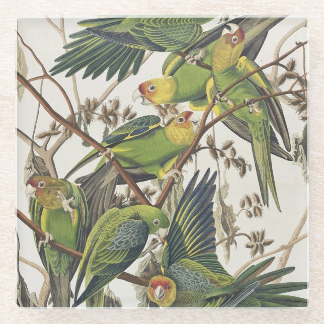 CarolinaParakeet, "von den Vögeln von Amerika", Glasuntersetzer (Vorderseite)