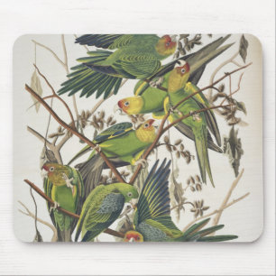 CarolinaParakeet, "von den Vögeln von Amerika", Mousepad