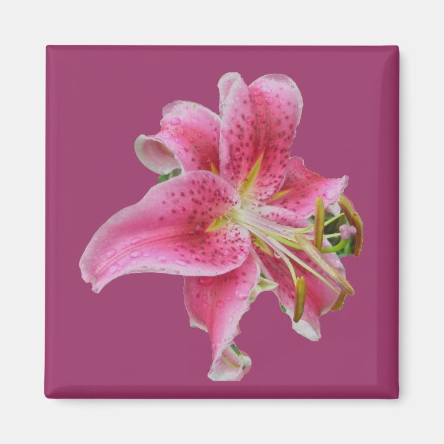 Carolyns Lily Magnet (Vorne)