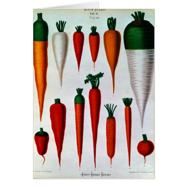 Carottes (Devant)
