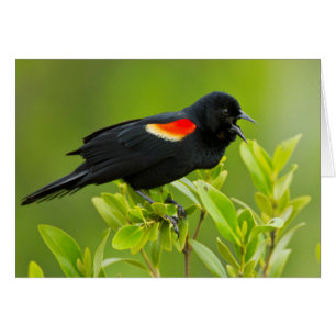 Carouge à épaulettes (Agelaius Phoeniceus)