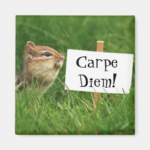 Carpe Diem Chipmunk-Magnet Magnet