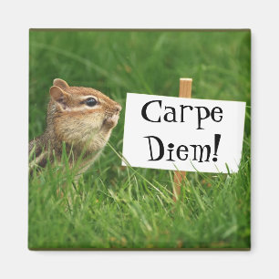 Carpe Diem! Chipmunk mit Zeichen Magnet