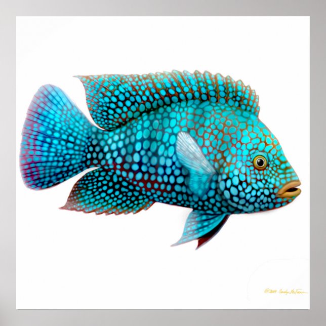 Carpintis Texas Cichlid Poster (Vorne)