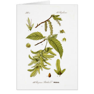 Carpinus Betulus (europäischer Hornbeam)