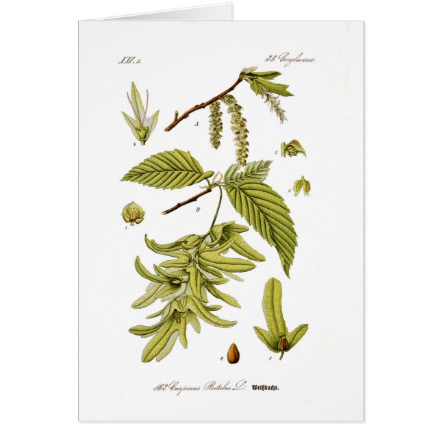 Carpinus Betulus (europäischer Hornbeam) (Vorne)