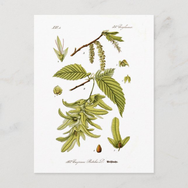 Carpinus betulus (Europäischer Hornstrahl) Postkarte (Vorderseite)