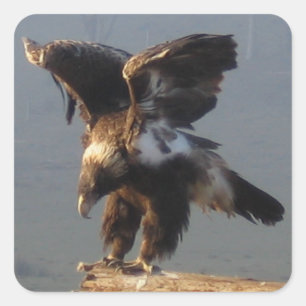 Carré Aigle à cale - Sticker
