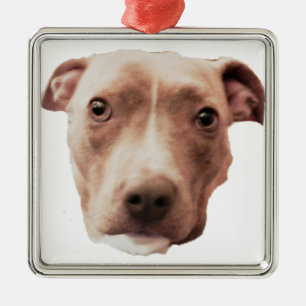 CARRÉ ARGENTÉ ORNEMENT BRINDLE PIT BULL