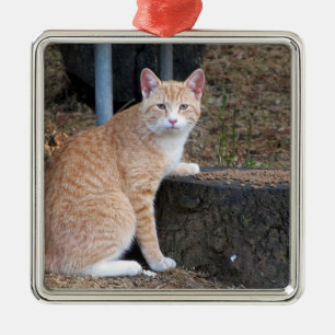 Carré Argenté Ornement de chat de tabby orange