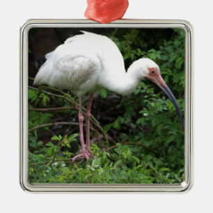 Carré Argenté Ornement photo Ibis blanc