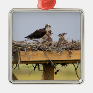 Carré Argenté Osprey Oiseau Nest Ornement