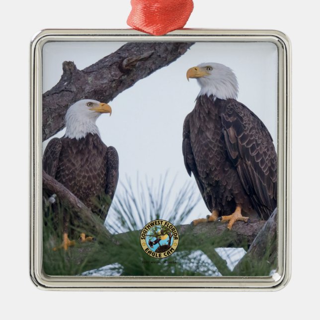 Carré Argenté SWFL Eagle Cam Couple Buts Ornement (Devant)