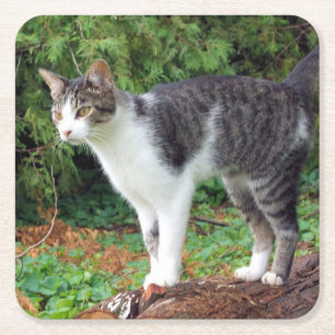 Carré Attention ! Kitty - Chat - Dessous de verre