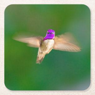 Carré Beau colibri dans le jeu de Dessous de verre de vo