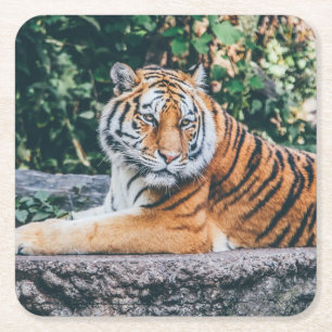 Carré Beau Dessous de verre de tigre