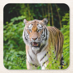 Carré Beau Dessous de verre de tigre