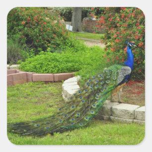 Carré Beau Sticker Peacock