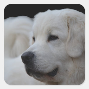 Carré Beau Sticker Polonais Tatra Sheepdog