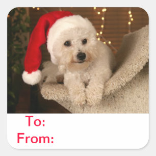 Carré Bichon Bichon Frise Dog Sticker