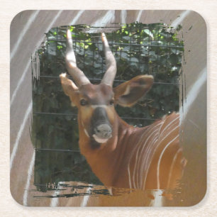 Carré Bongo Antelope & Dessous de verre frontalier de la