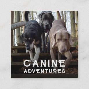 Carré Carte de visite Aventures de chiens et march