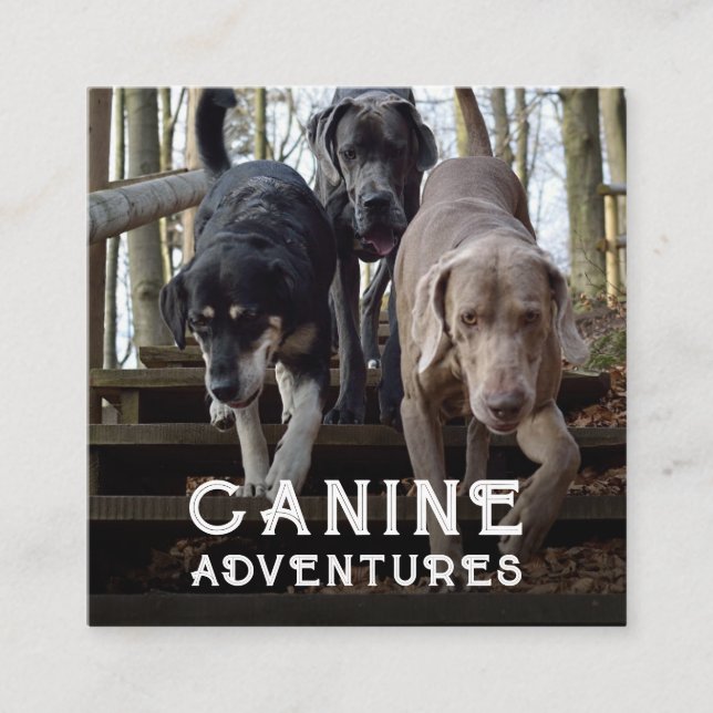 Carré Carte de visite Aventures de chiens et march (Devant)