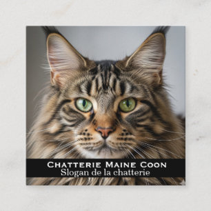 Carré Carte de visite personnalisée Chatterie Maine Coon