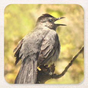 Carré Chanter des Dessous de verre de catoiseaux gris
