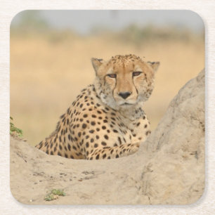 Carré Cheetah Se Relaxant Sur Un Dessous de verre Termit