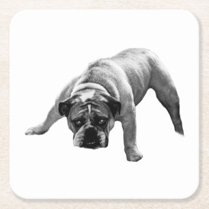 Carré Dessous de verre Bulldog à surveiller