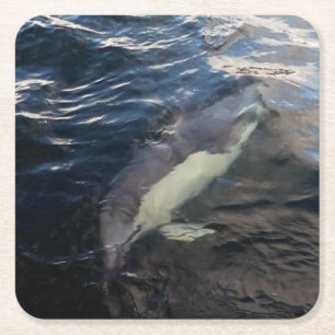 Carré Dessous de verre commun pour dauphins