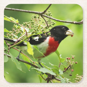 Carré Dessous de verre de boisson Grosbeak à poitrine ro