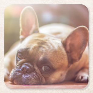 Carré Dessous de verre de bouledogue français