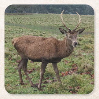 Carré Dessous de verre de cerfs