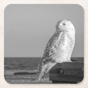 Carré Dessous de verre de hibou de Milou