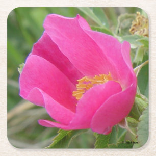 Carré Dessous de verre de papier Rose sauvage F7