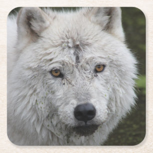 Carré Dessous de verre du loup arctique
