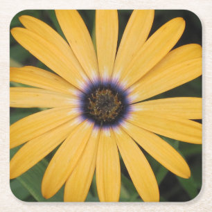 Carré Dessous de verre Jaune Daisy Party