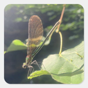 Carré Dragonfly Sticker