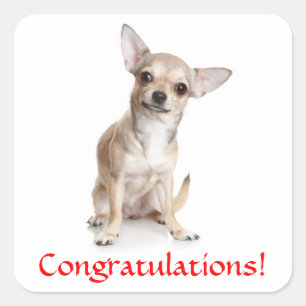 Carré Félicitations Chihuahua Puppy Sticker