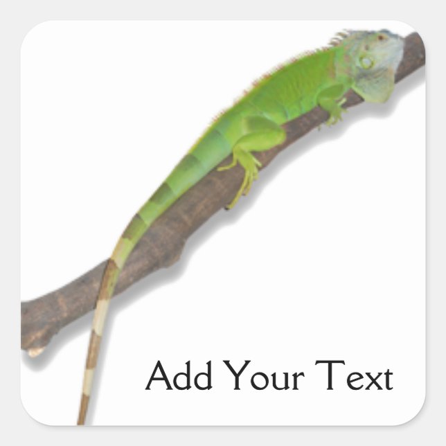 Carré Iguana verte sur Sticker blanc (Devant)
