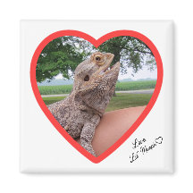 Carré Lizard Love Magnet