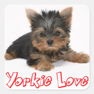 Carré Love Yorkshire Terrier Chien Chien Chien Sticker /