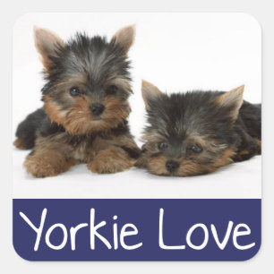 Carré Love Yorkshire Terrier Chien Chien Chien Sticker /