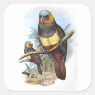 Carré Oiseau perroquet vintage PE_GC - Sticker