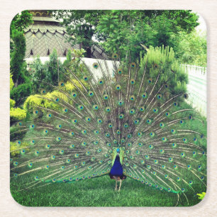 Carré Peacock in Garden photo Dessous de verre Carrés pe