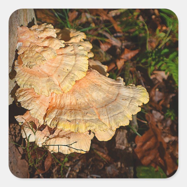 Carré Poulet De Bois Sticker Champignons (Devant)