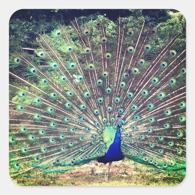 Carré Preening Peacock Square Sticker (Devant)