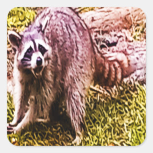 Carré Raccoon Avec Sticker Fleur De Lis